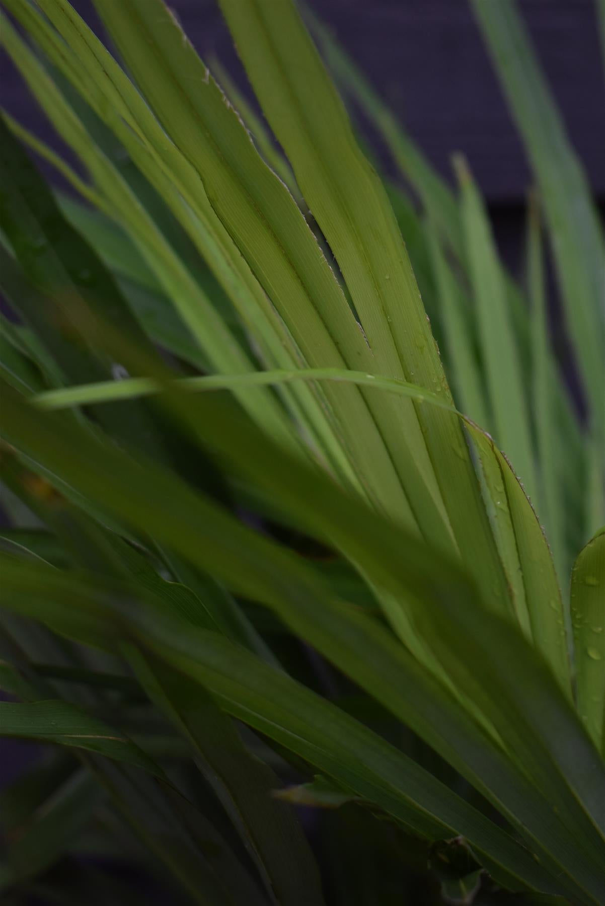 Trachycarpus fortunei | Chusan Palm - 70-90cm, 10lt