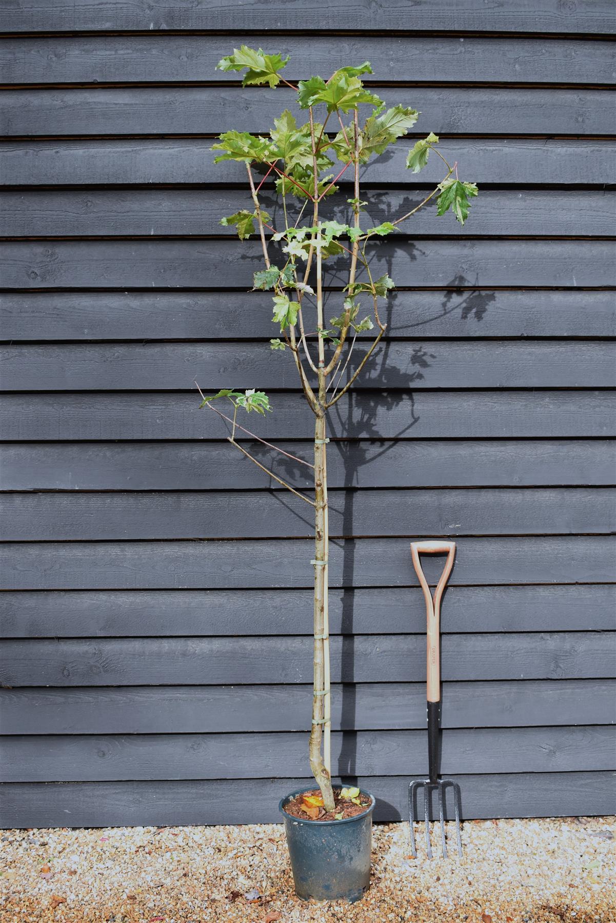 Acer Pseudoplatanus Simon Louie Frerers | Variegated sycamore 'Simon-Louis Frères' - 200-220cm - 12lt