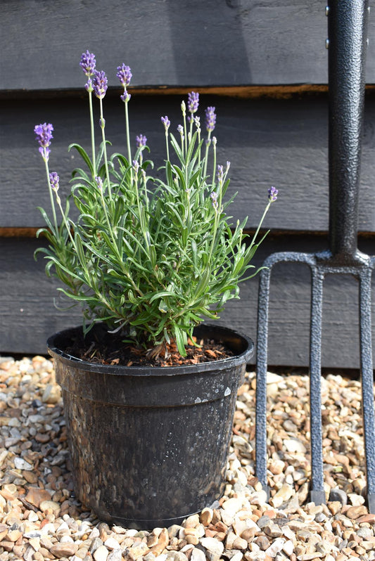 English Lavender 'Munstead' - 10-30cm, 2lt