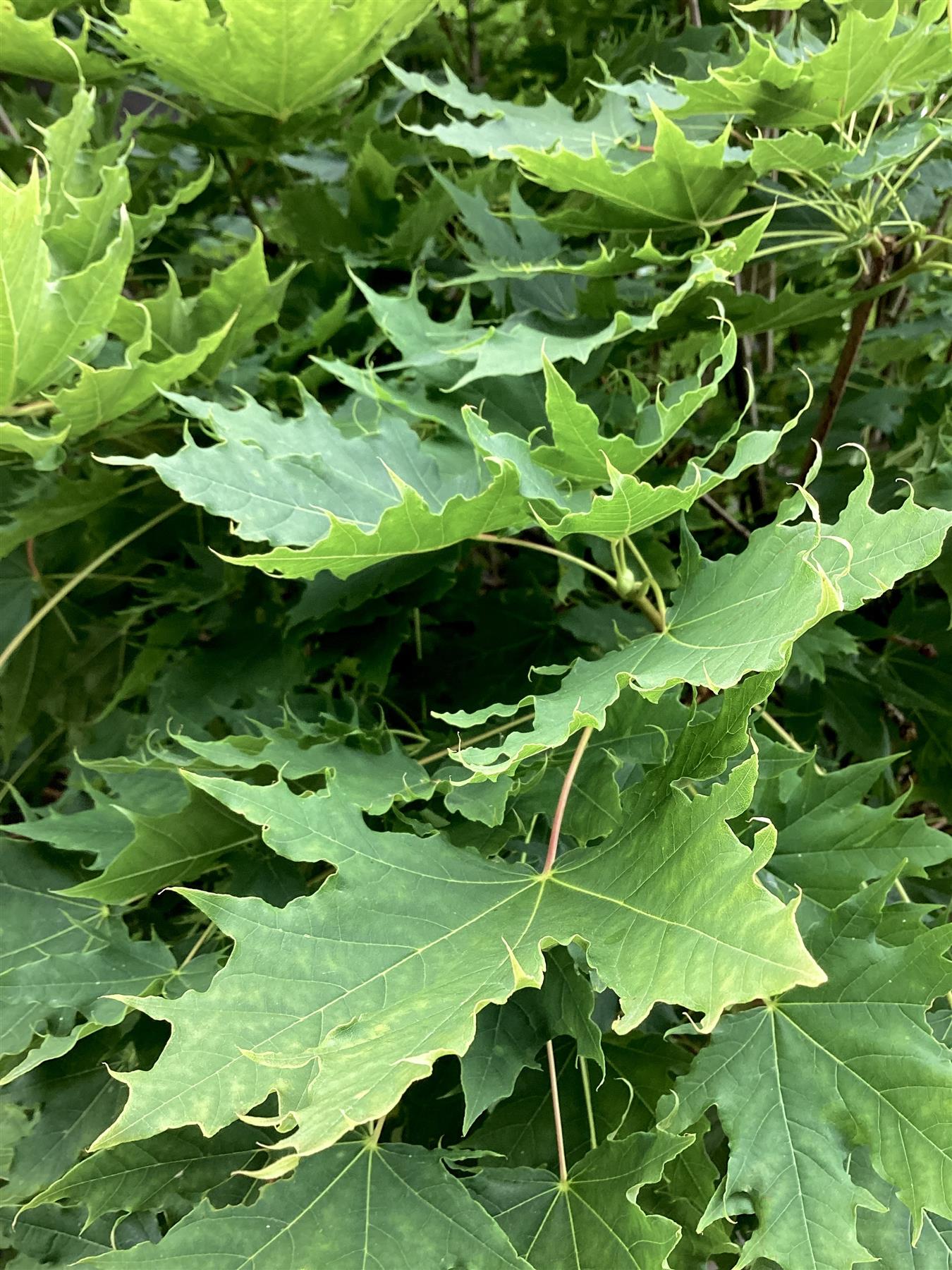 Acer platanoides 'Globosum' | Globe Norway Maple - Girth 18cm - 350-360cm - 110lt