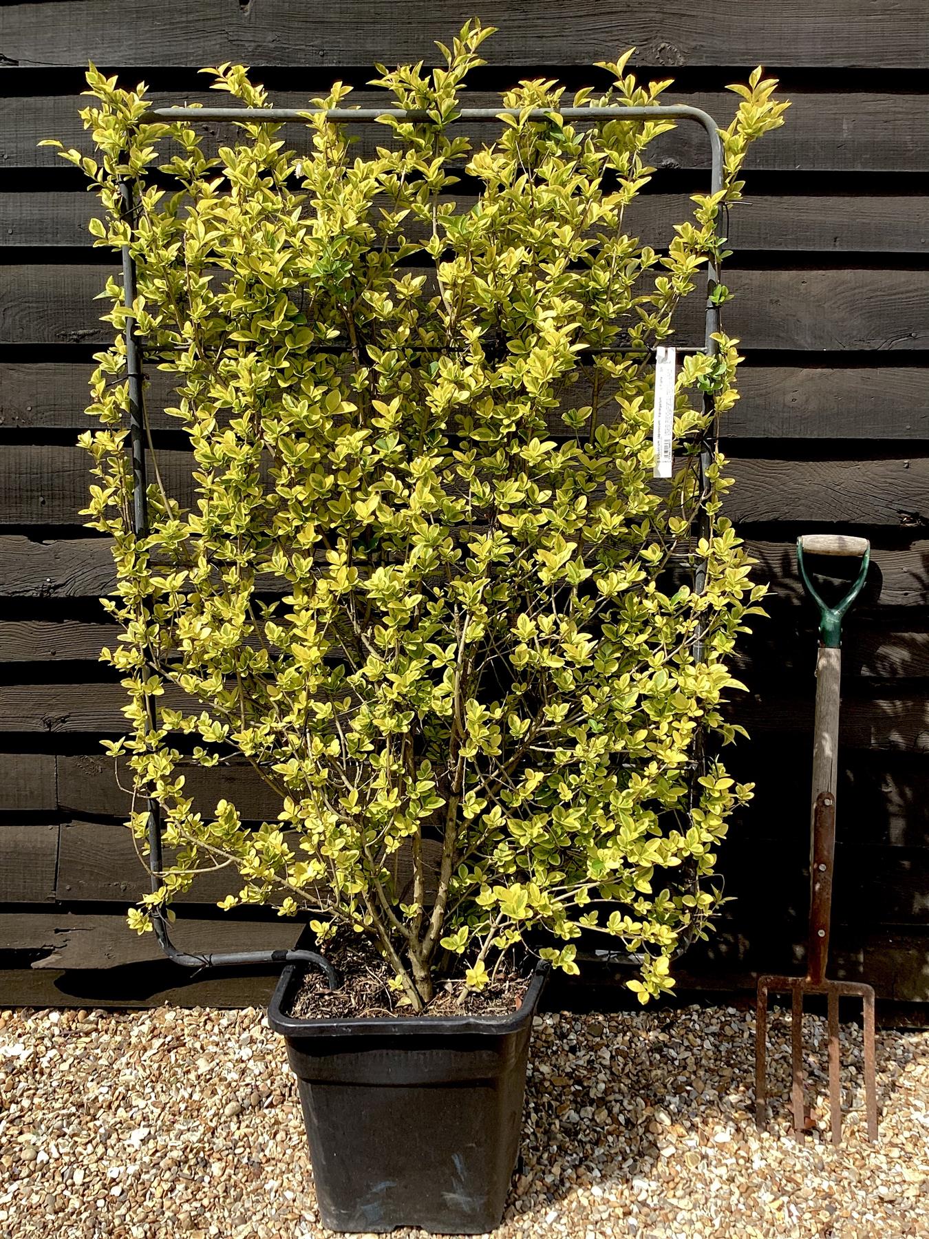 Ligustrum japonicum 'Variegatum'  - Japanese Privet - L Frame - 150-160cm, 30lt