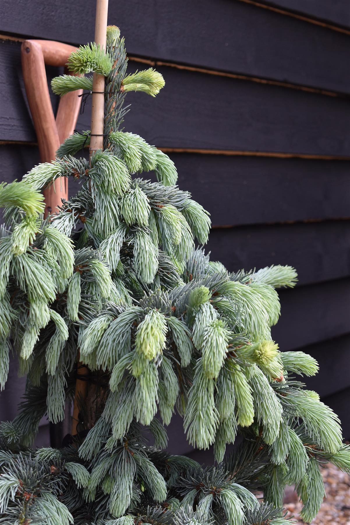 Picea engelmannii 'Glauca' | Blue Engelmann Spruce - Height 70-80cm - Width 60cm - 20lt