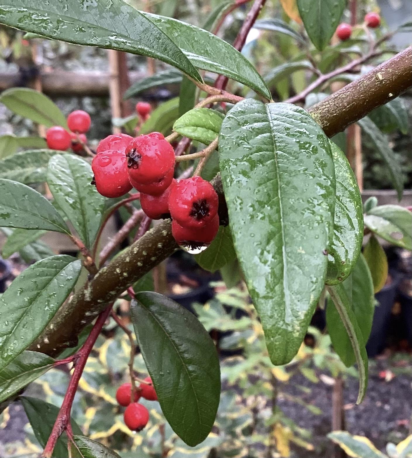 Cotoneaster 'Cornubia' Clear Stem - 200-250cm, 20lt