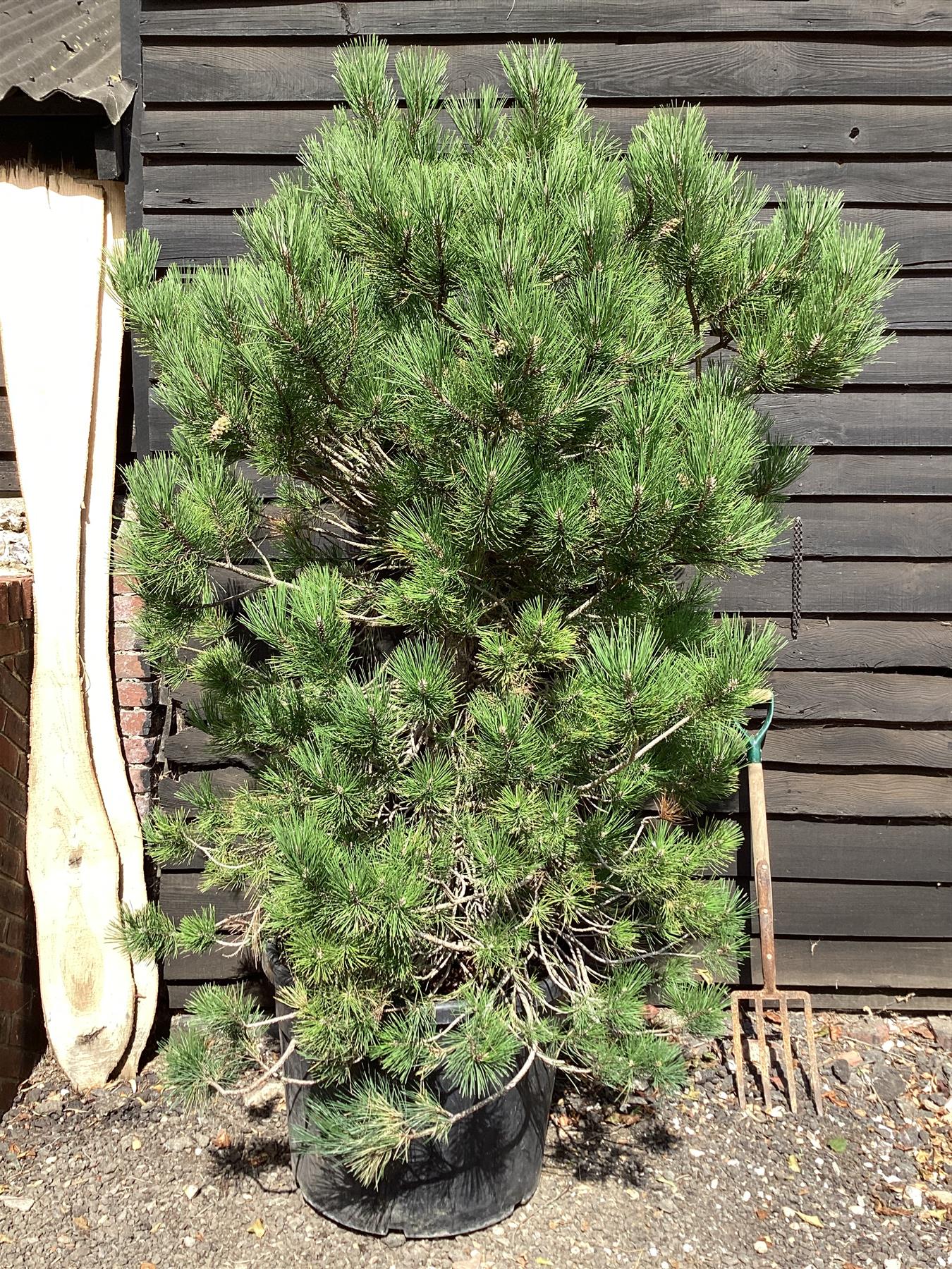 Pinus austriaca Nigra | European Black Pine - 160-200cm, 100lt