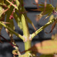 Acer palmatum 'Osakazuki' | Japanese Maple - Bushy - 120-160cm - 18lt