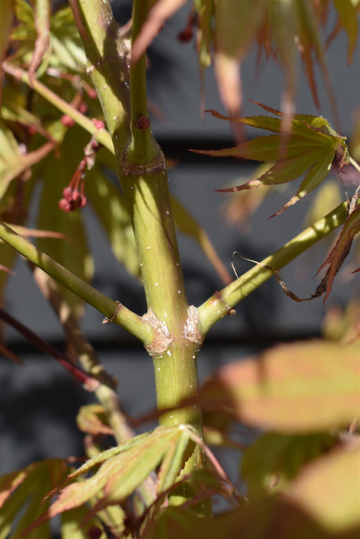 Acer palmatum 'Osakazuki' | Japanese Maple - Bushy - 120-160cm - 18lt