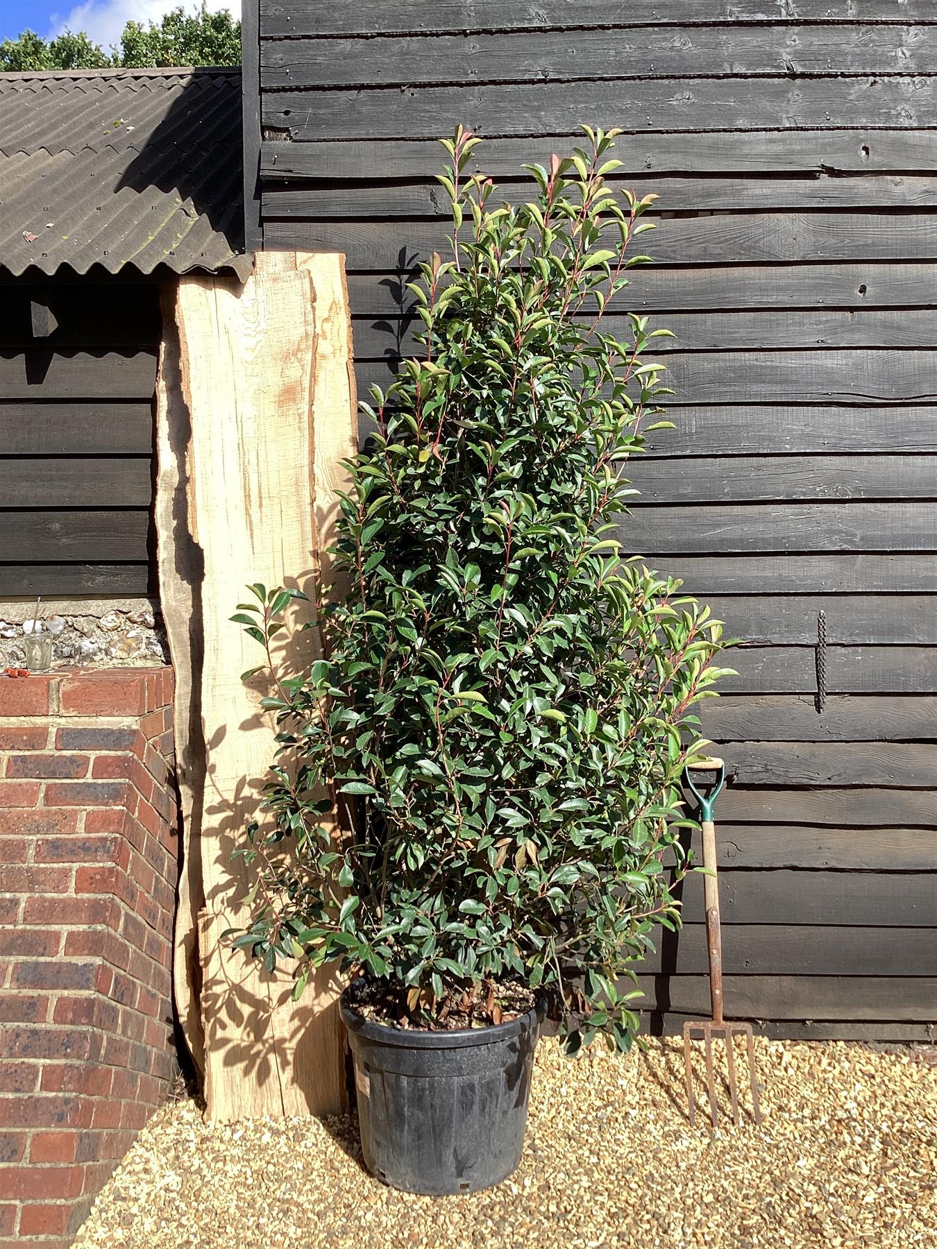 Photinia Red Robin - 150/200cm, 70lt