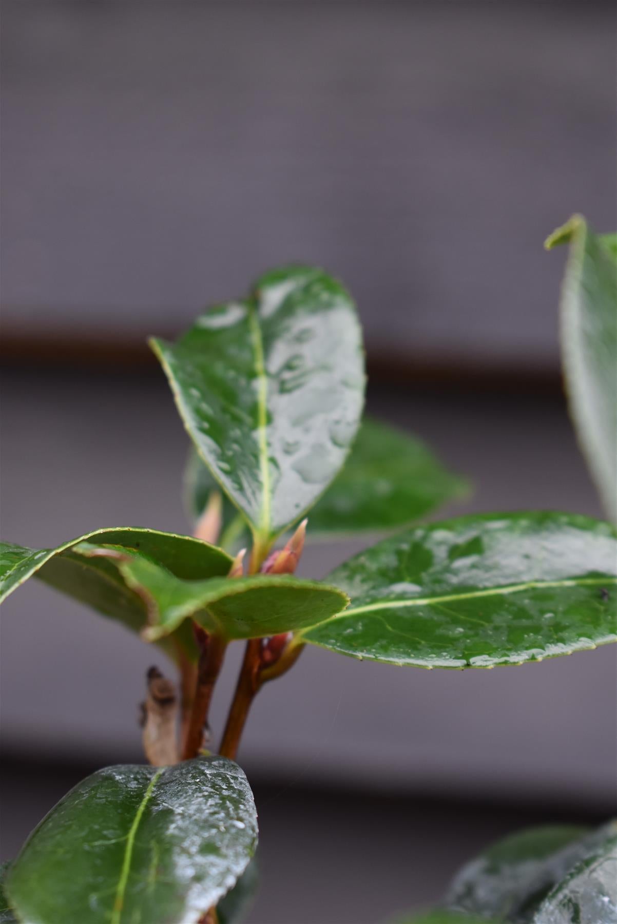 Camellia x williamsii 'Donation' - 3lt