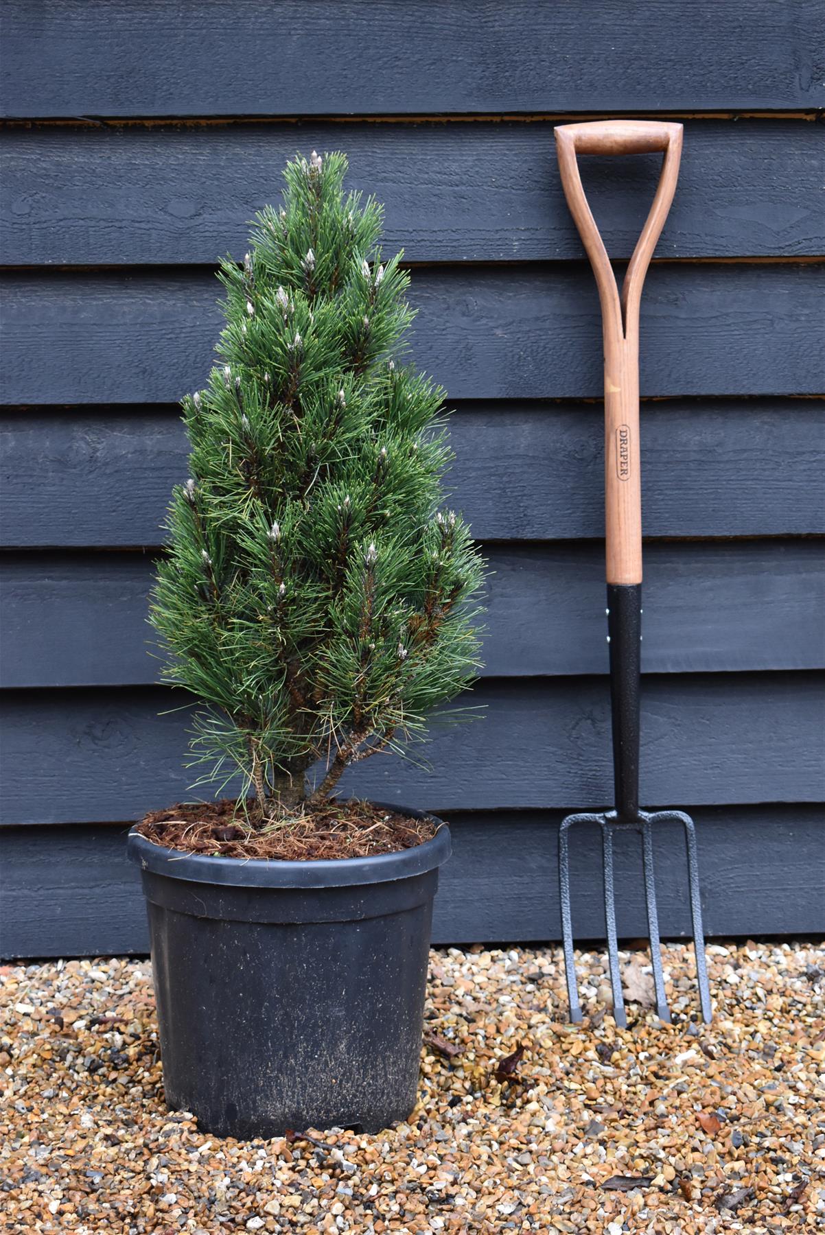 Pinus nigra 'Komet' - 100-120cm - 18lt