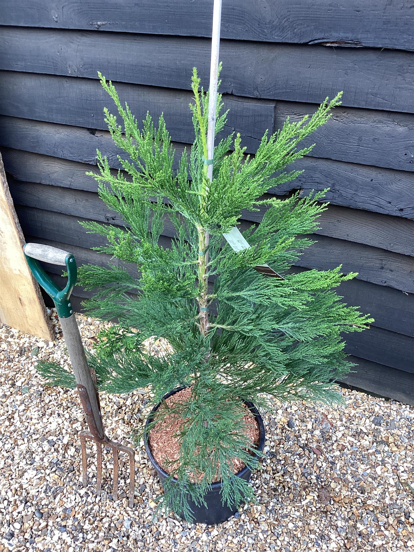 Sequoiadendron giganteum | Giant redwood - Height 100cm - Width 80-100cm - 25lt