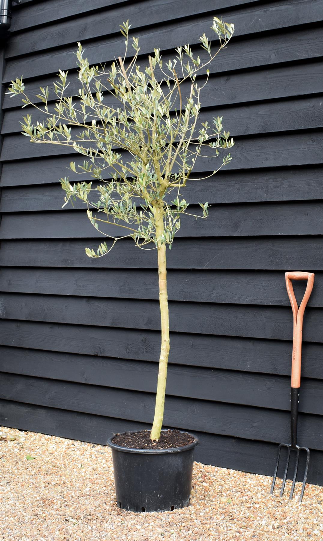 Olive Tree | Olea Europea -  Stem 90-100cm - Girth 8-10cm - Height 180-200cm - 30lt