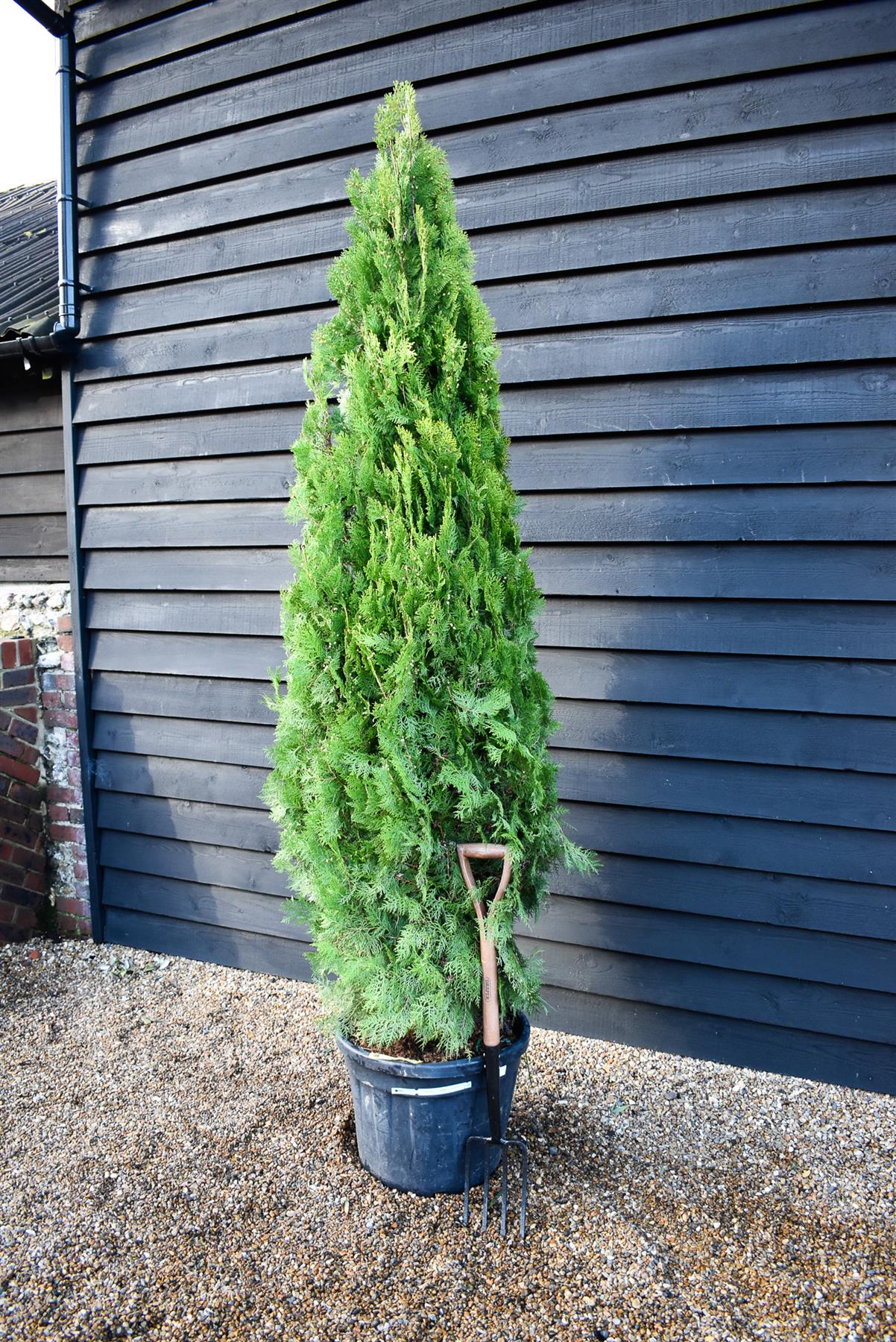 Thuja orientalis 'Pyramidalis Aurea' - Height 220-230cm -  45lt