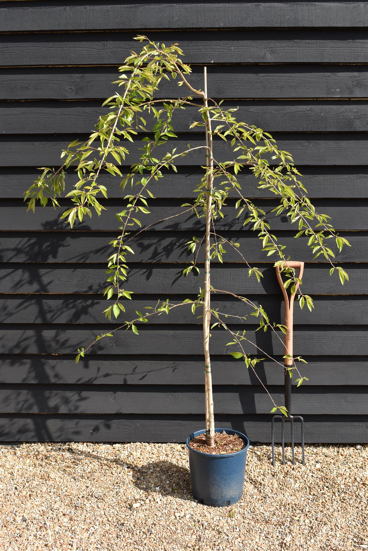 Prunus Subhirtella Pendula Rubra - Height 180-220cm - 12lt