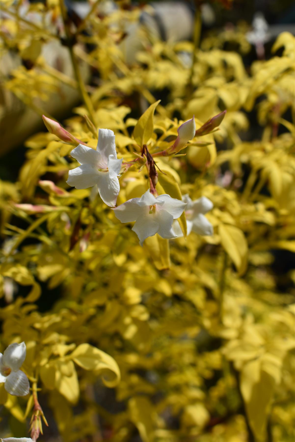 Jasminum officinale 'Fiona Sunrise' - 10lt