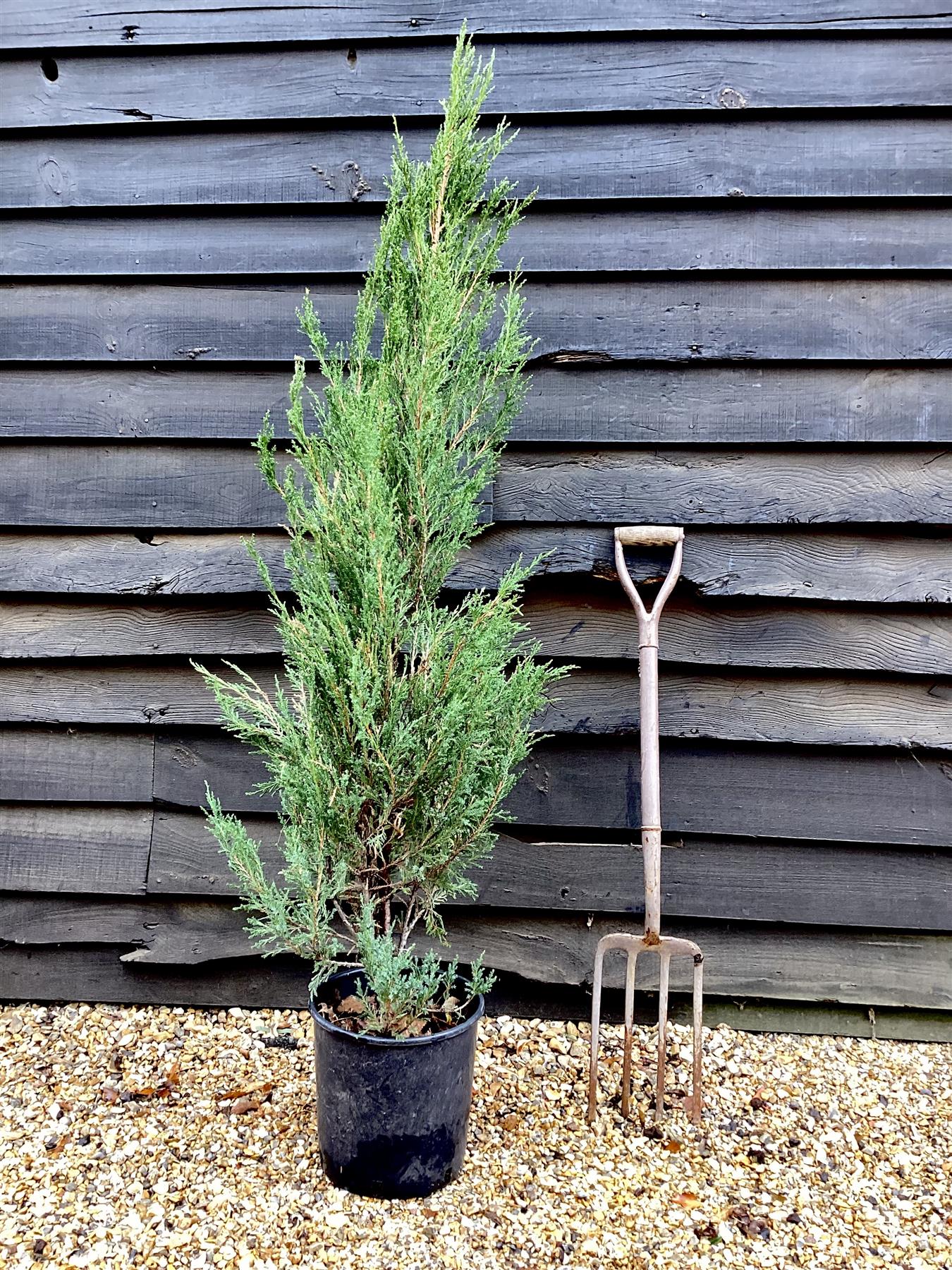 Juniperus scopulorum 'Blue Arrow' - 100/120cm, 10lt