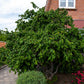 Corylus avellana 'Contorta' | Corkscrew Hazel - 70-100cm - 10lt