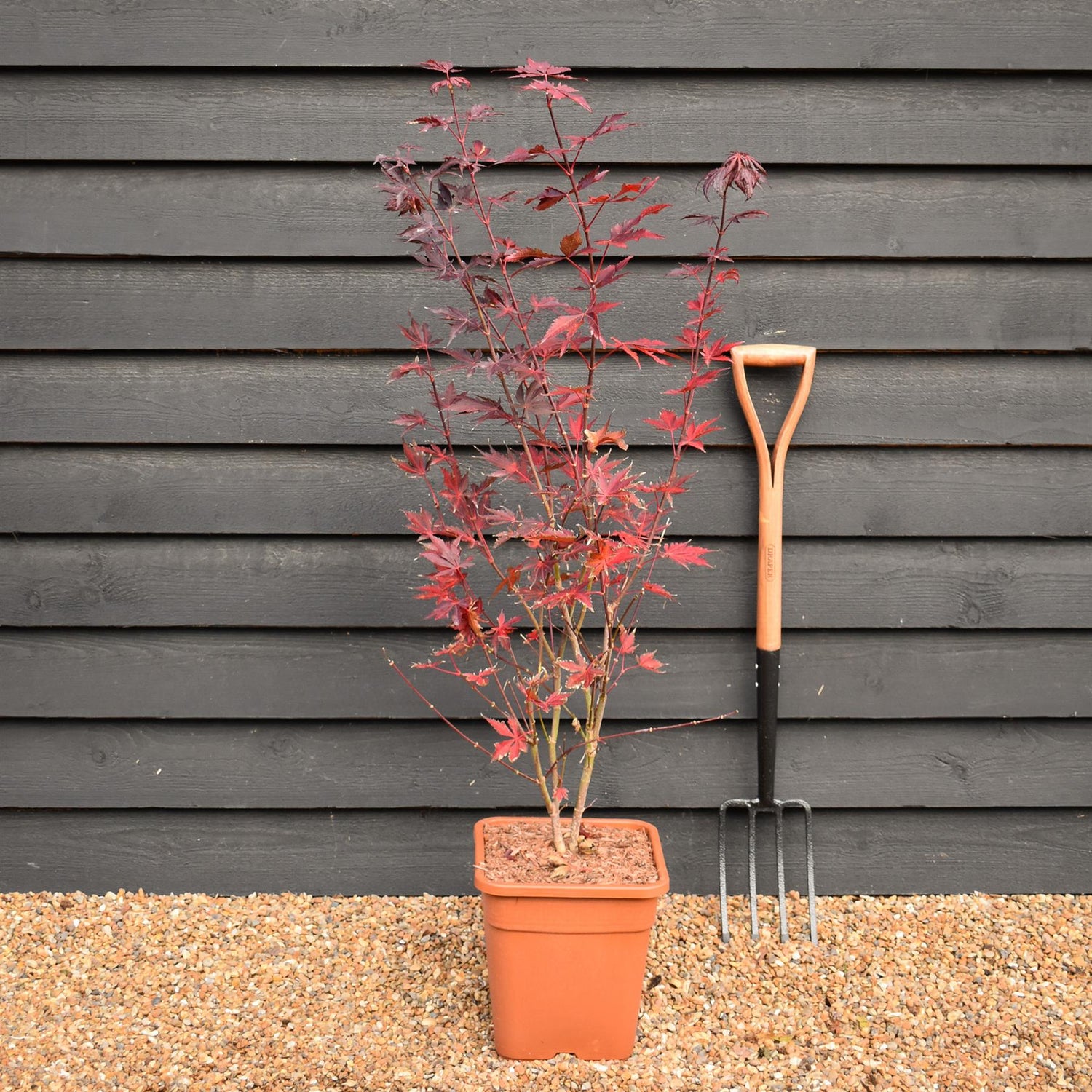 Japanese Maple 'Trompenburg' | Acer palmatum  - Bushy - Height 100-150cm - 18-20lt