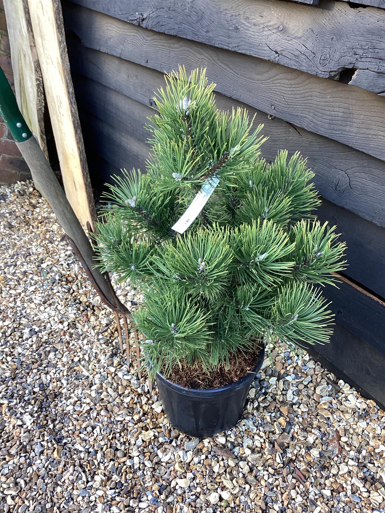 Pinus Mugo La Cabana | La Cabana Mugo Pine - Height 75cm - Width 50-60cm - 15