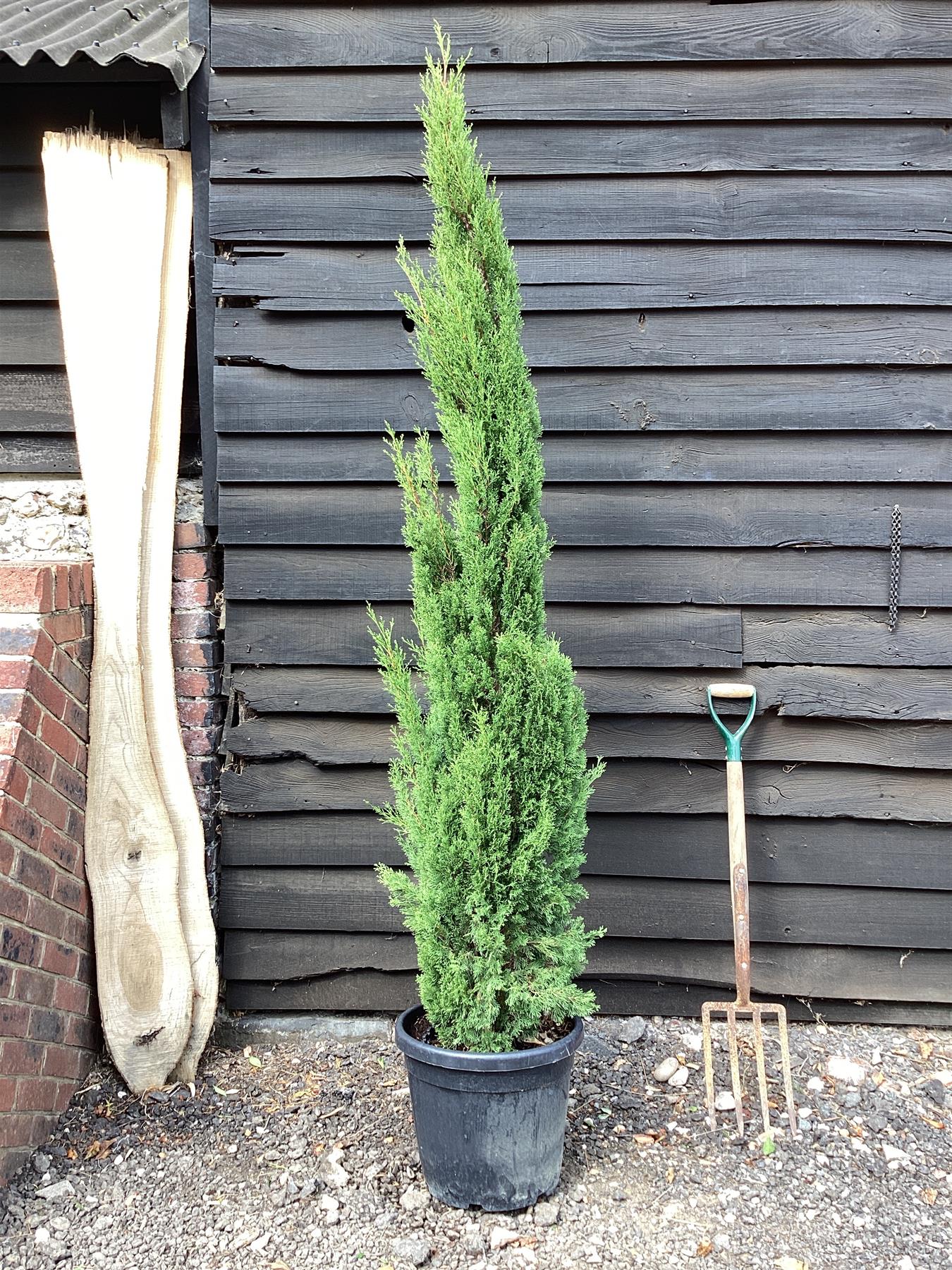 Cupressus sempervirens Totem (Italian Cypress 'Totem') - 175/200cm, 10lt