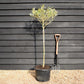 Olive Tree | Olea Europea - Clear Stem - Half Standard - Height 160-170cm - 30lt