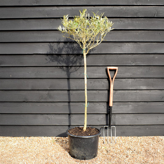 Olive Tree | Olea Europea - Clear Stem - Half Standard - Height 160-170cm - 30lt