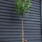 Photinia x fraseri Red Robin - Clear Stem - Girth 8-10cm - Height - 300-320cm - 70lt