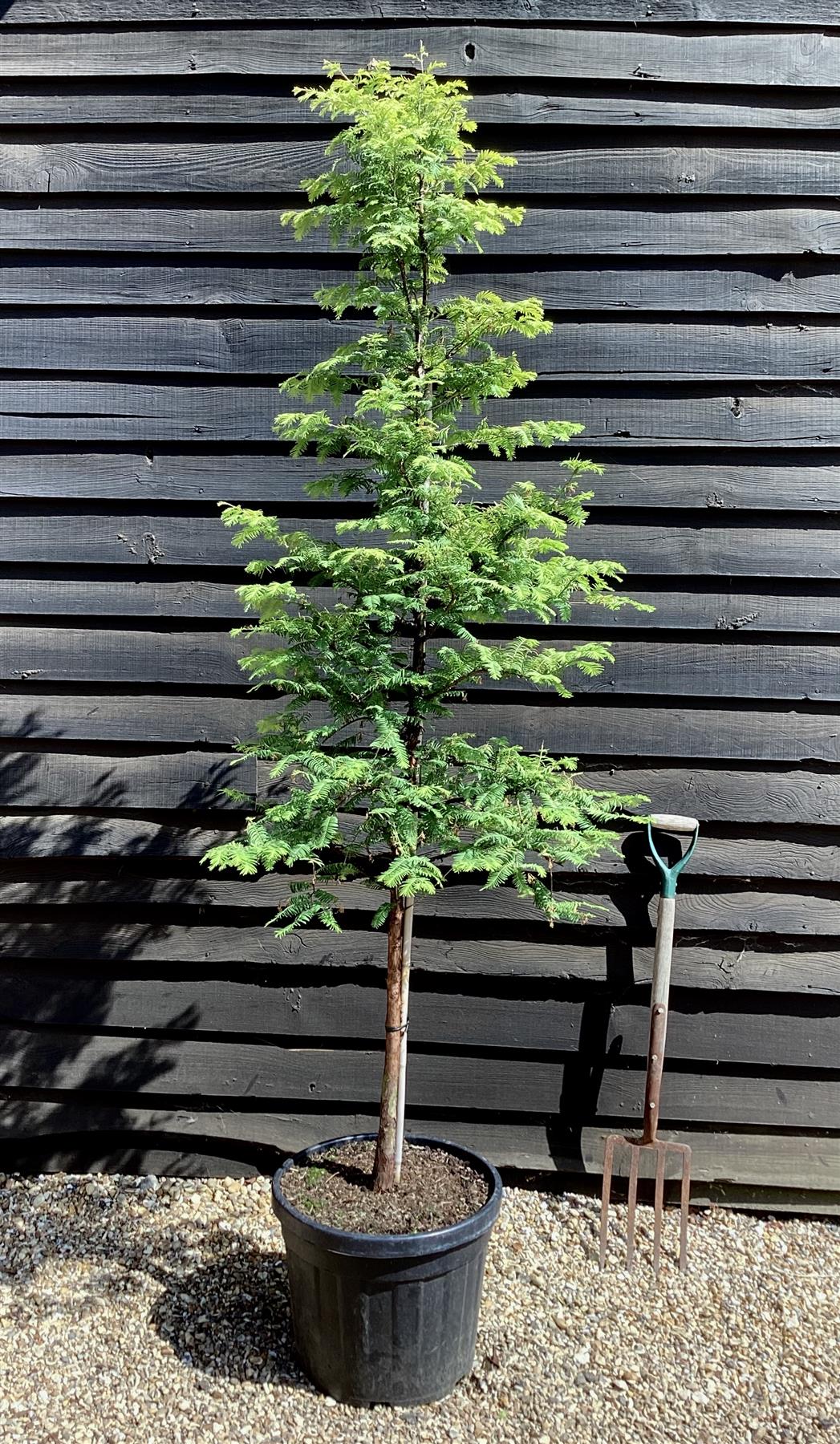 Metasequoia glyptostroboides Amber Glow | Dawn redwood - Girth 4-5cm - Height 290cm - 90lt