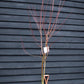 Acer Rubrum Redpointe Maple | Redpointe Red Maple 1/2 std Clear Stem - 270-300cm - 30lt