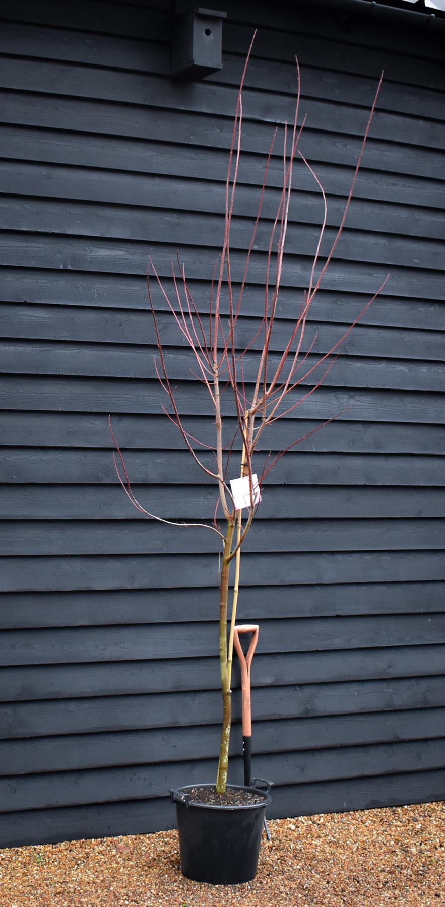 Acer Rubrum Redpointe Maple | Redpointe Red Maple 1/2 std Clear Stem - 270-300cm - 30lt