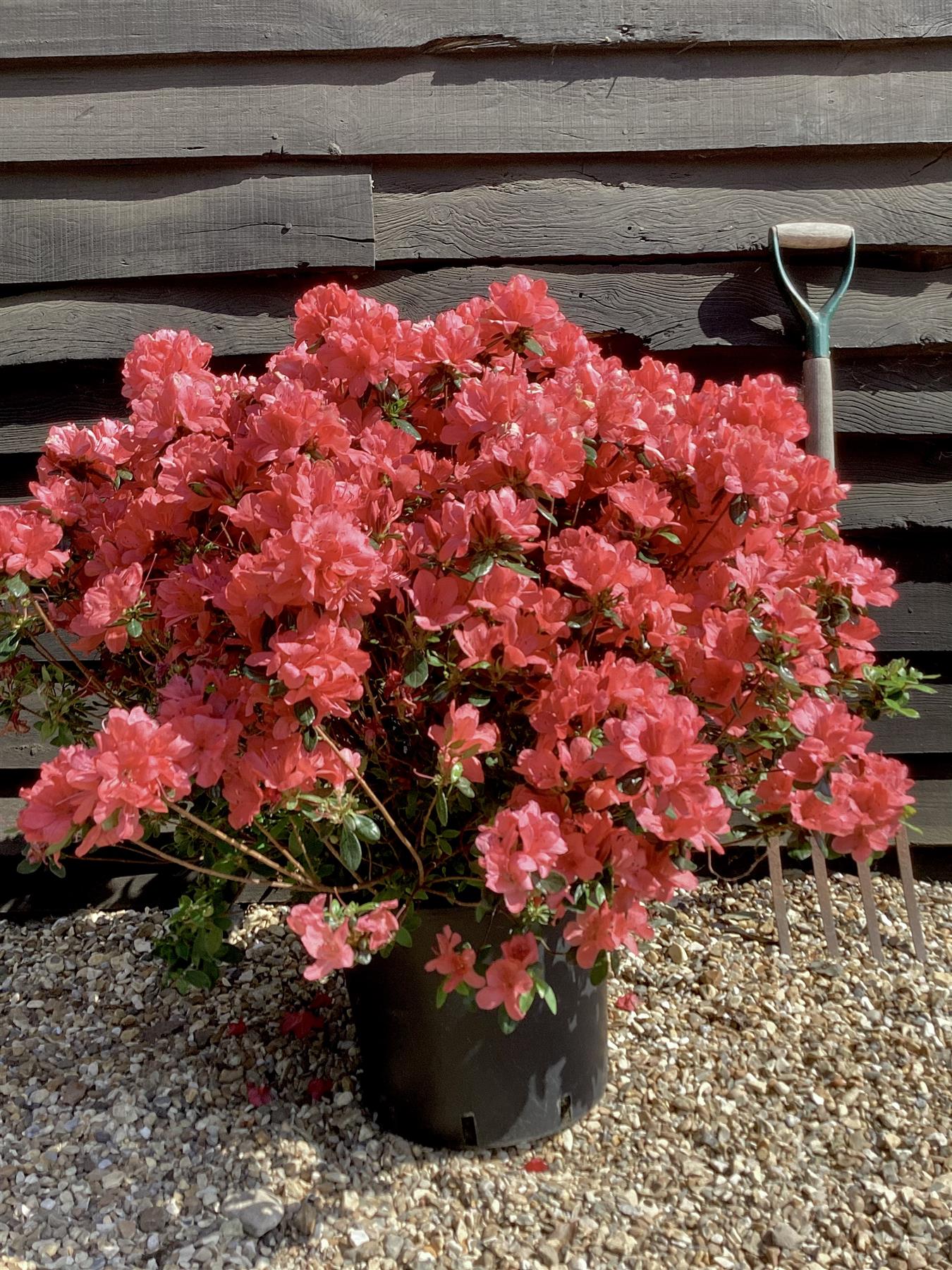 Azalea Japonica Aladdin Scout| Rhododendron Aladdin Scout - 70-80cm, 15lt