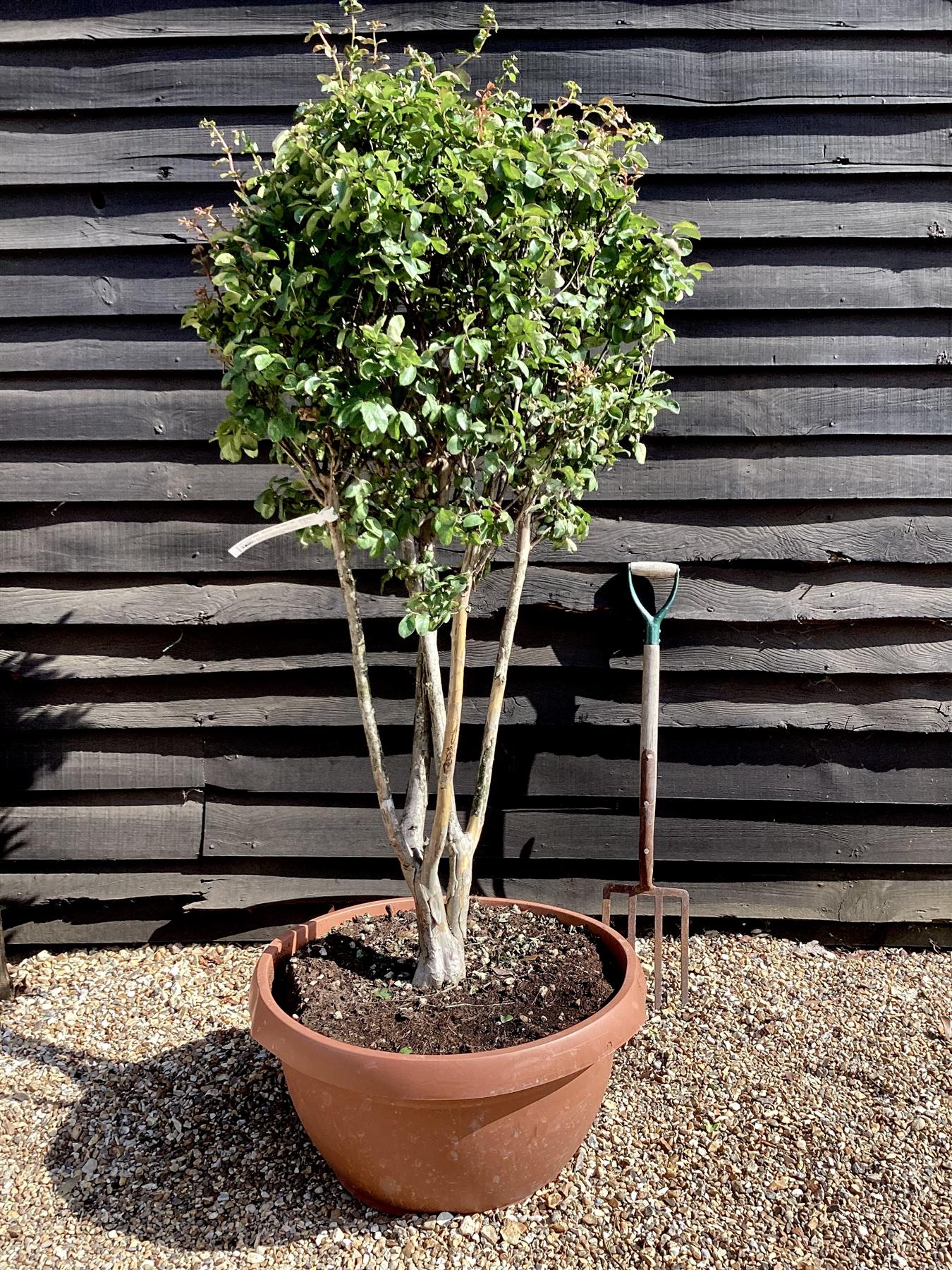 Lagerstroemia indica | Crape Myrtle 150-160cmTree  - 70lt