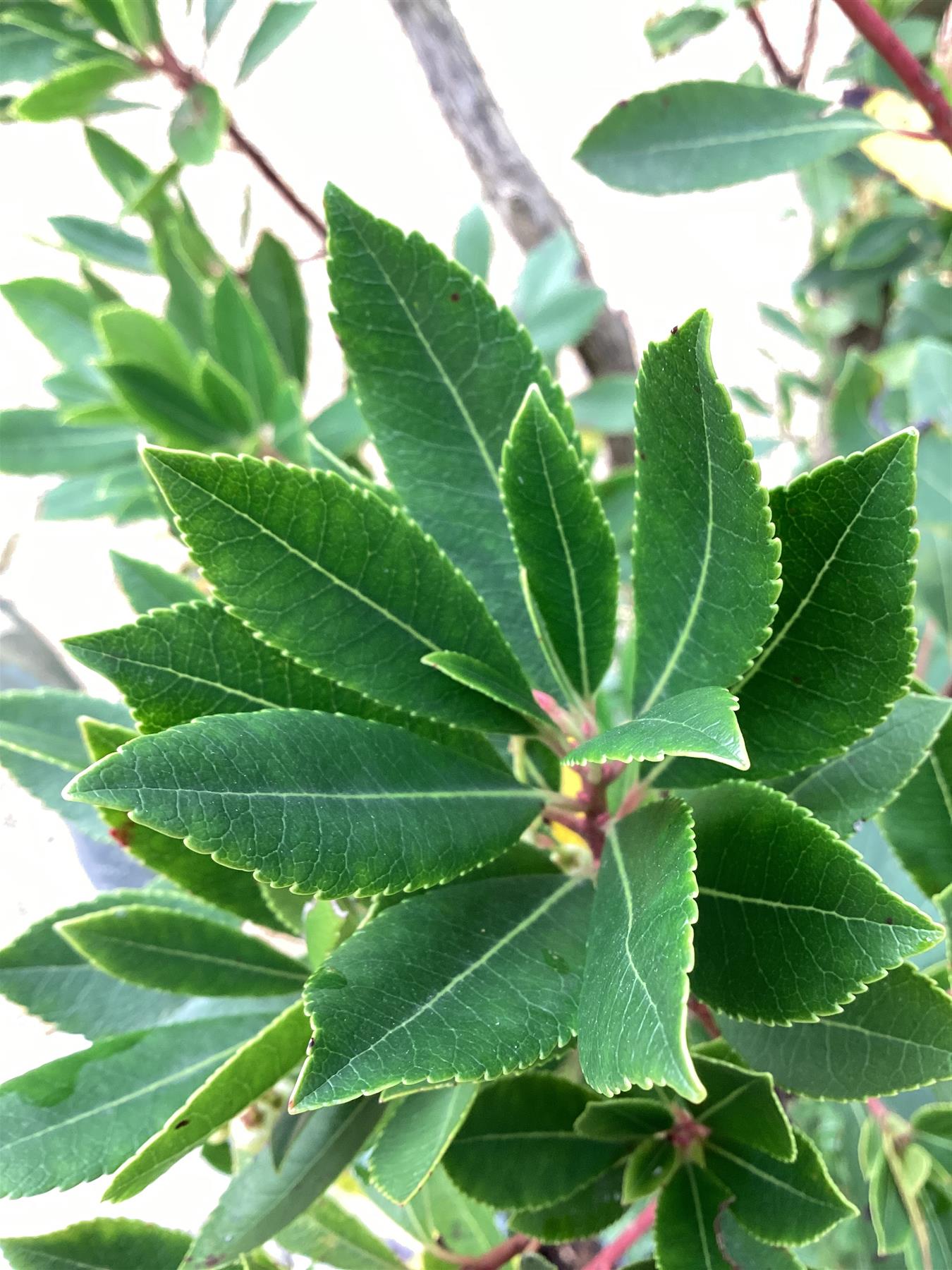 Arbutus Unedo | Strawberry Tree - Multistem - 425cm, 150lt