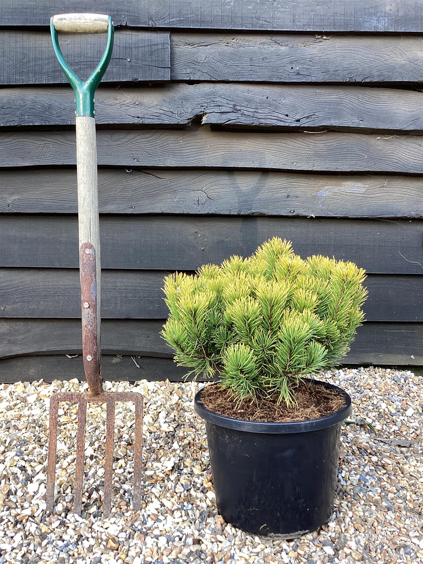 Pinus mugo 'Carsten's Wintergold' - Height 30-40cm - Width 30-40cm - 12lt