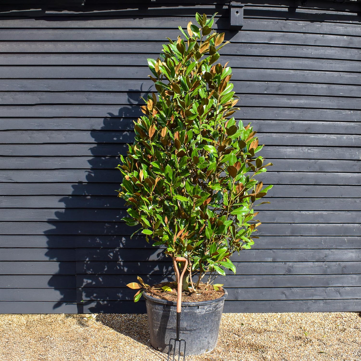 Magnolia grandiflora | Evergreen Southern Magnolia - Large Bushy Tree - Height 250-300cm - 230lt