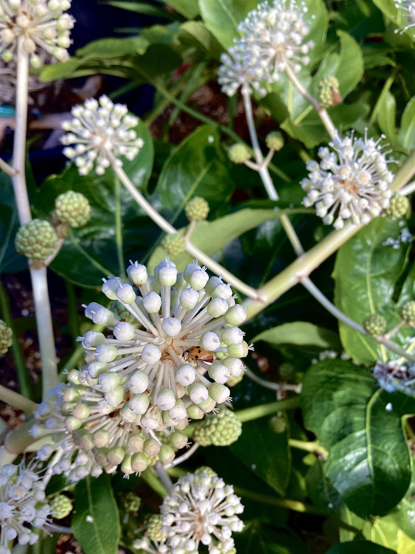 Fatsia japonica (Japanese aralia) | Japanese Aralia - 80-90cm, - 25lt