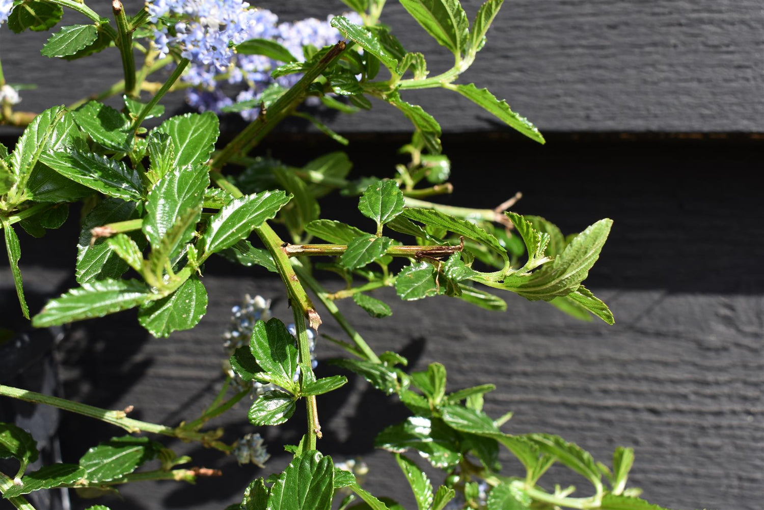 Ceanothus thrysifloris repens - 20-30cm, 5lt