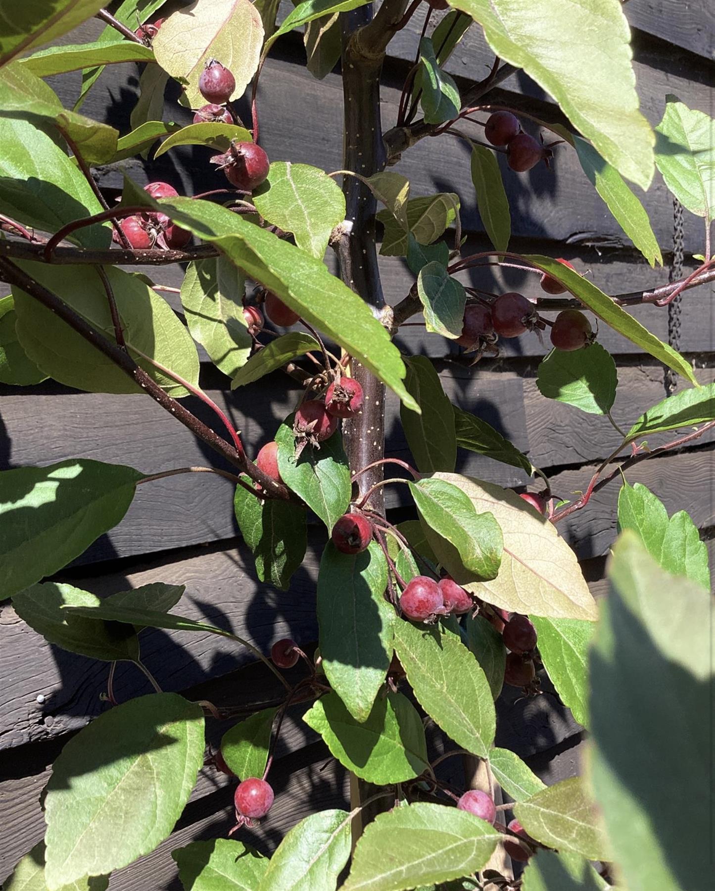 Malus Profusion Crab Apple Tree, Clear Stem - 180-200cm, 10lt