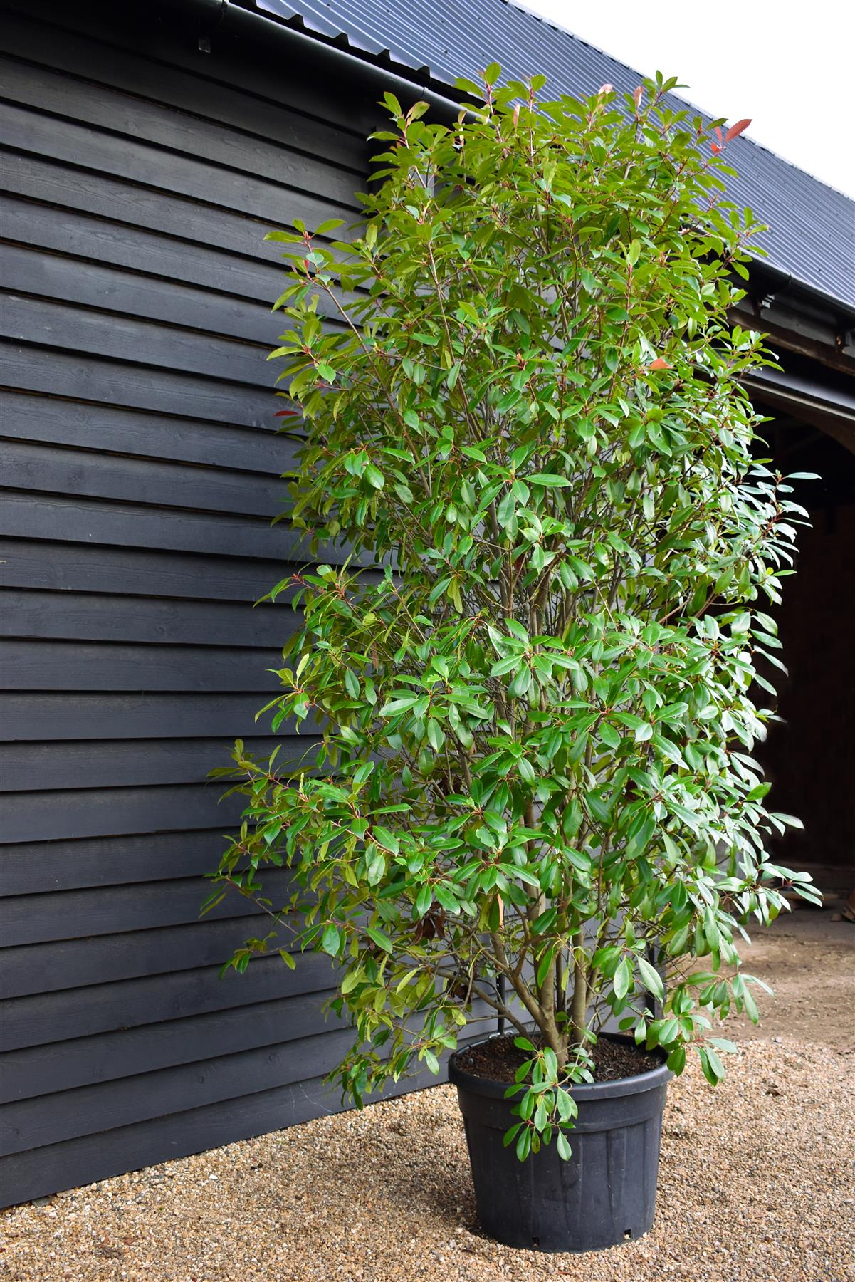 Photinia x fraseri Red Robin - Bush - 250-270cm - 130t