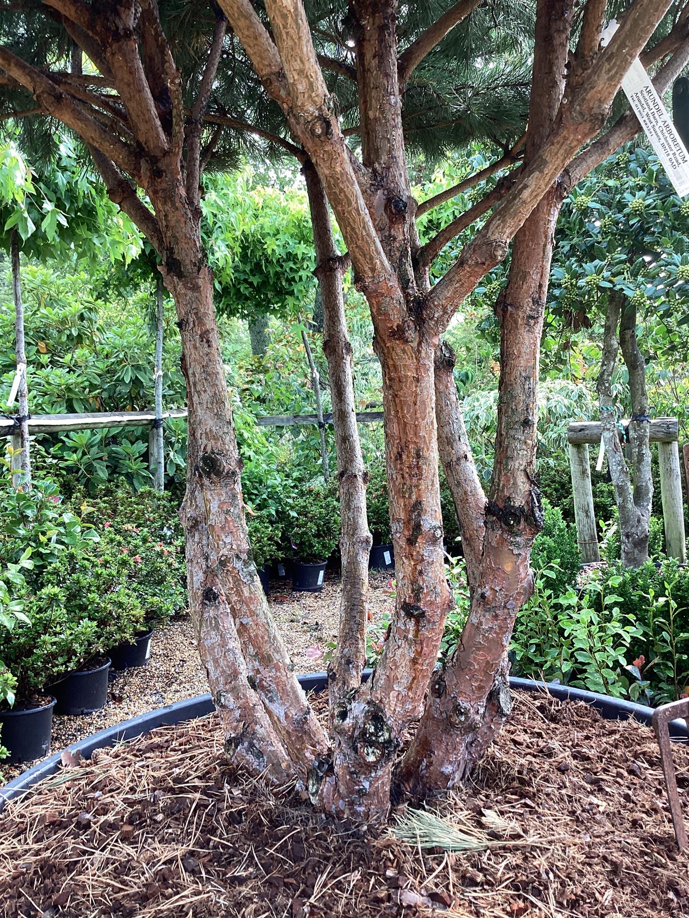 Pinus sylvestris 'Watereri' | Scots pine - Multistem - Parachute - Huge - Unique -  225cm - 500lt