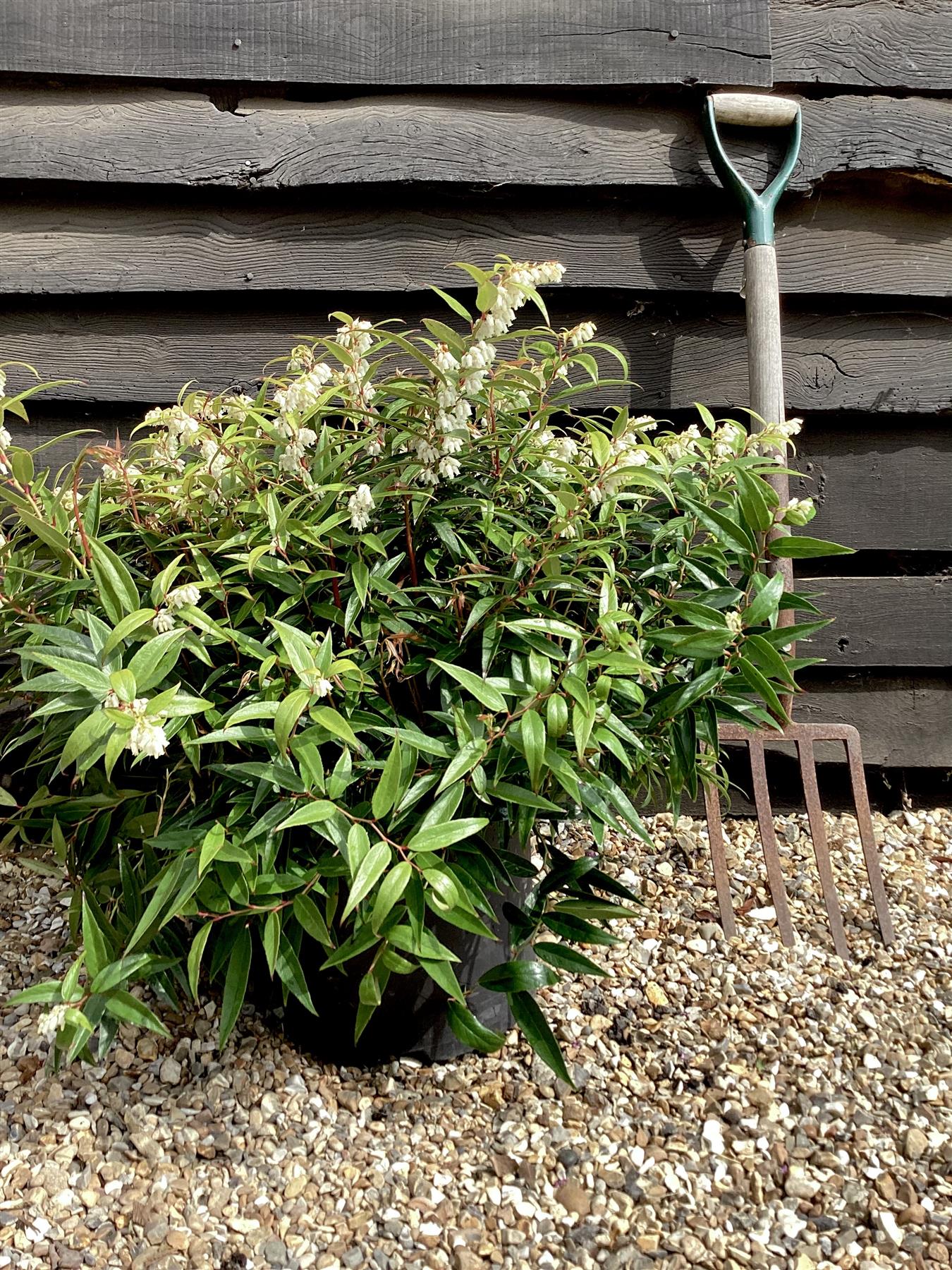 Leucothoe keiskei Burning Love - 60-70cm, 20lt