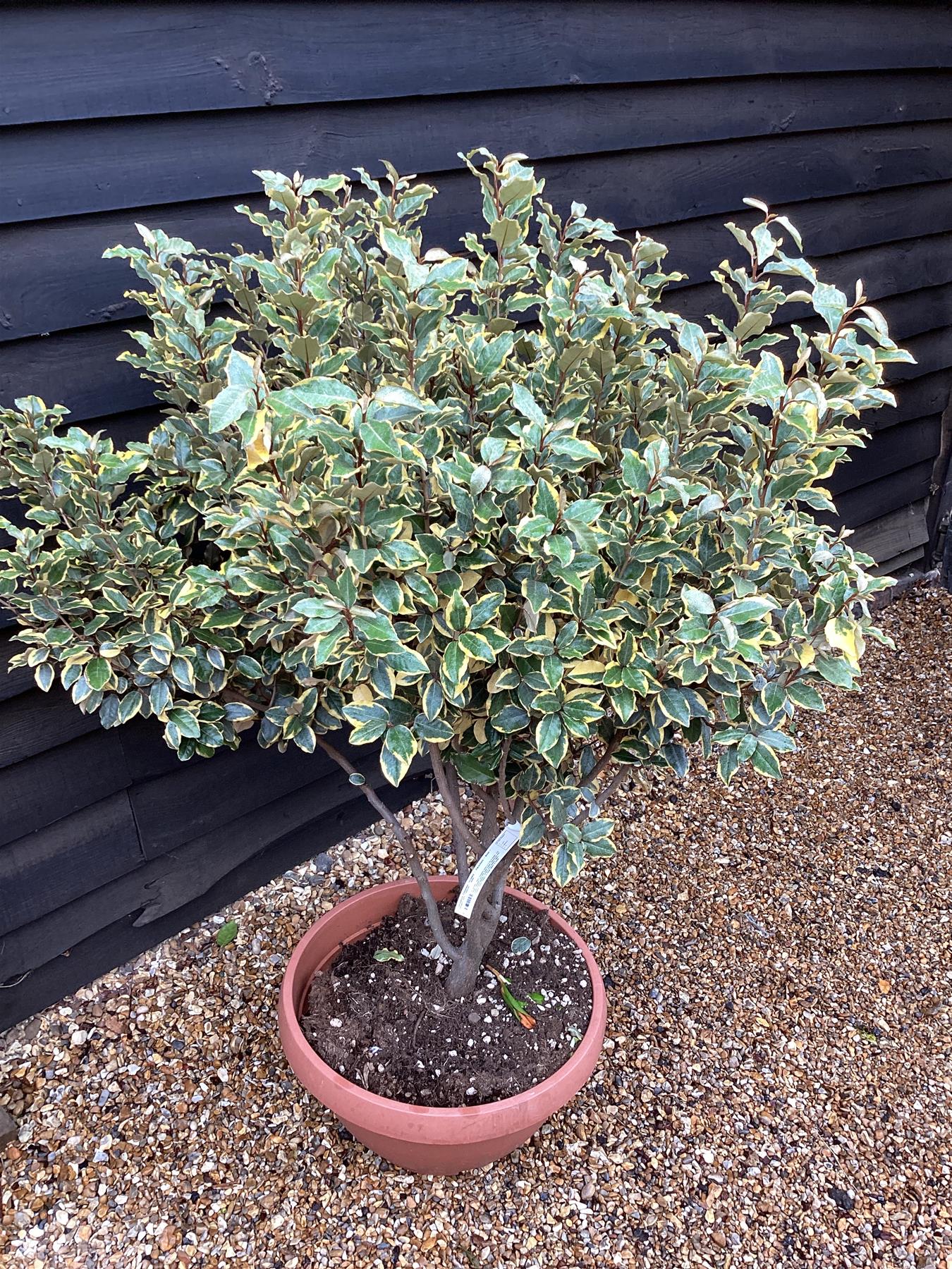 Elaeagnus Ebbingei 'Viveleg' - Parachute - Bowl - Height 120-130cm - 40lt