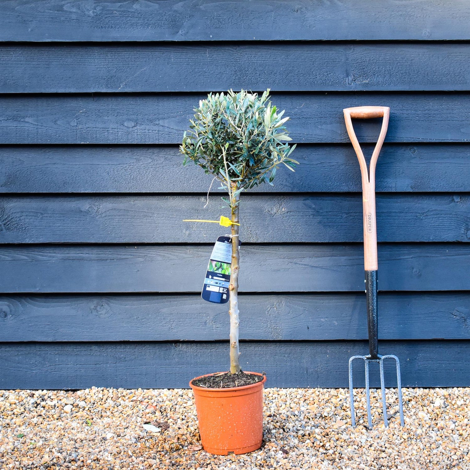 Olive Tree | Olea Europea - Clear Stem 60cm - Girth 12-14 - Height 90-100cm - 5lt