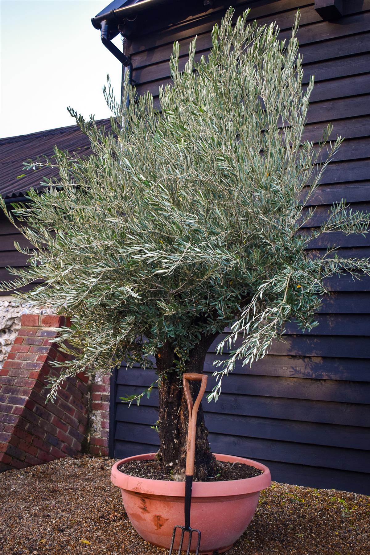 Olive Tree | Olea Europea 1/2 Std - 200-240cm, 90lt