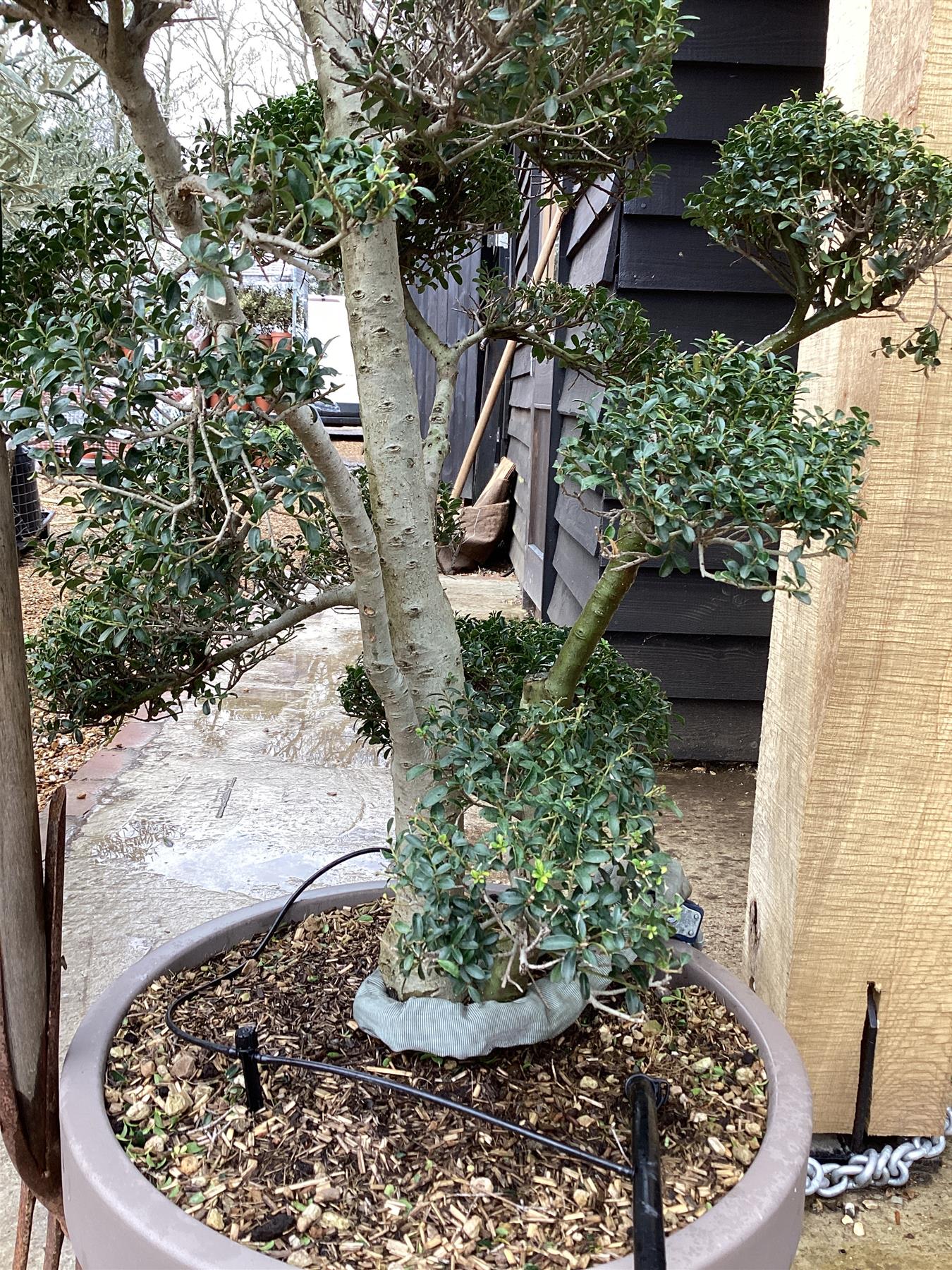 Ilex Crenata | Japanese Holly Cloud Bonsai Tree - 160cm - 110lt