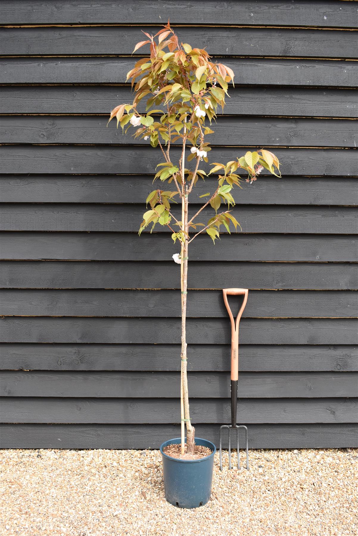 Flowering Cherry | Prunus 'Chocolate Ice' - 180-220cm - 12lt