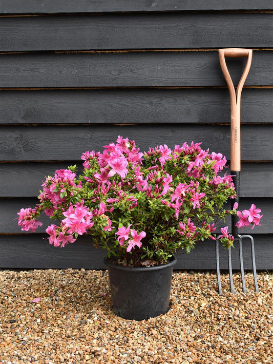 Azalea Japonica Silvester - Purple-Pink Flower| Rhododendron Silvester  - Bushy - Height 40-50cm - 10lt