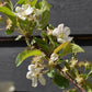 Malus 'Evereste' - Clear Stem - Standard - Girth 8-10cm - Height 320-340cm - 70lt