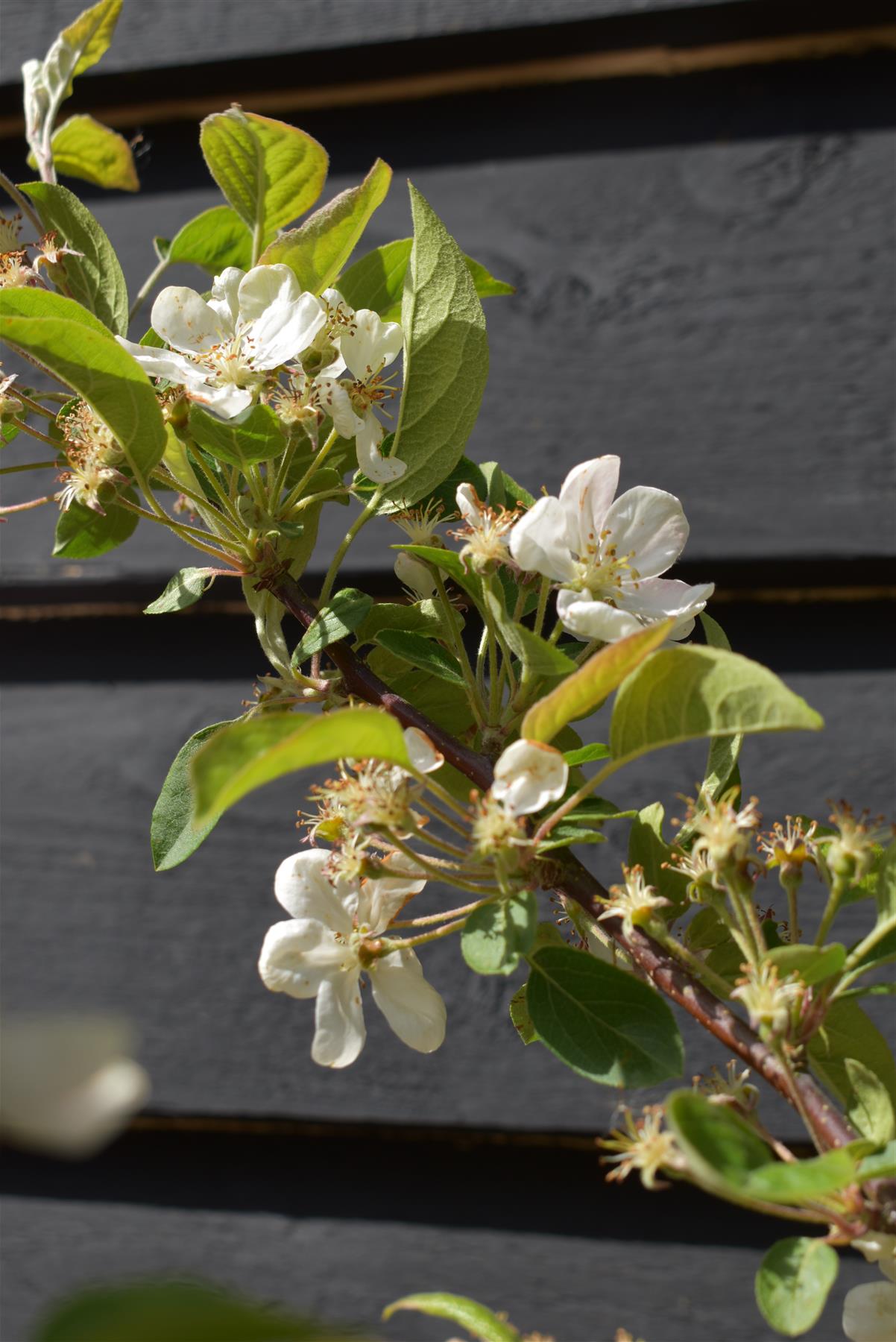 Malus 'Evereste' - Clear Stem - Standard - Girth 8-10cm - Height 320-340cm - 70lt