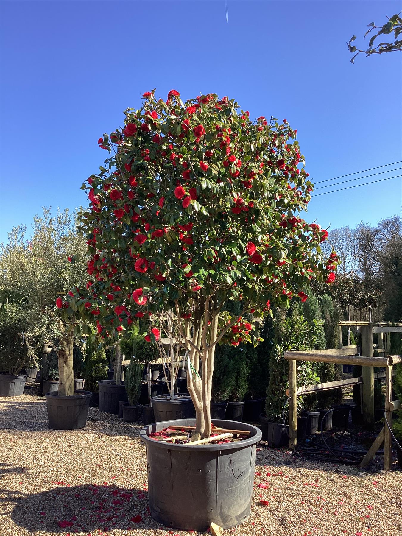 Camellia Japonica | Japanese Camellia Multistem - 400cm - 500lt