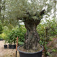 Olive Tree | Olea Europea 1/2 Std Crown - 200-210cm, 400lt